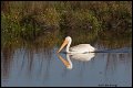 _2SB6868 white pelican